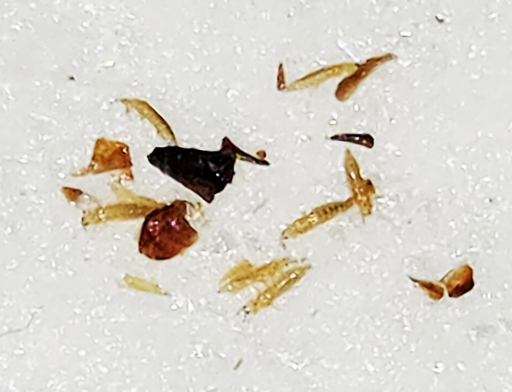 Thrips Bluetta2 5-04-2026.jpg